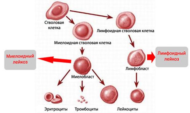 Шоп mega ссылка